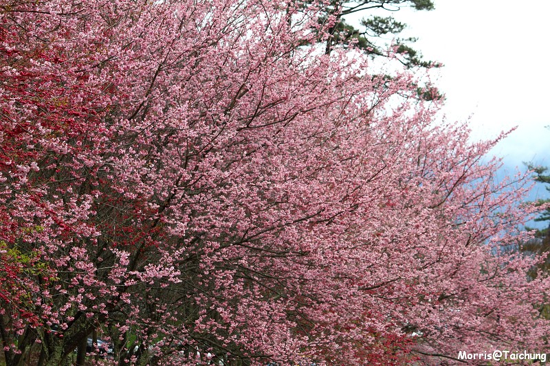 武陵農場粉紅櫻花季 (80)