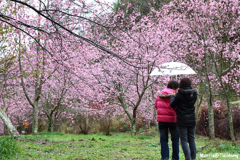 武陵農場粉紅櫻花季 (31)