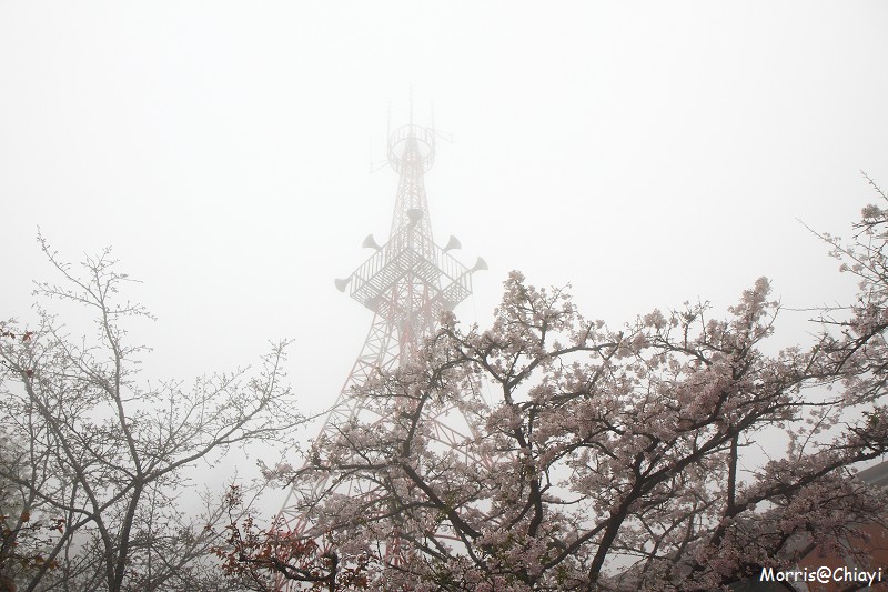 2011 阿里山櫻花季 (56)