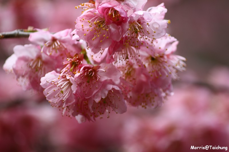 武陵農場粉紅櫻花季 (85)