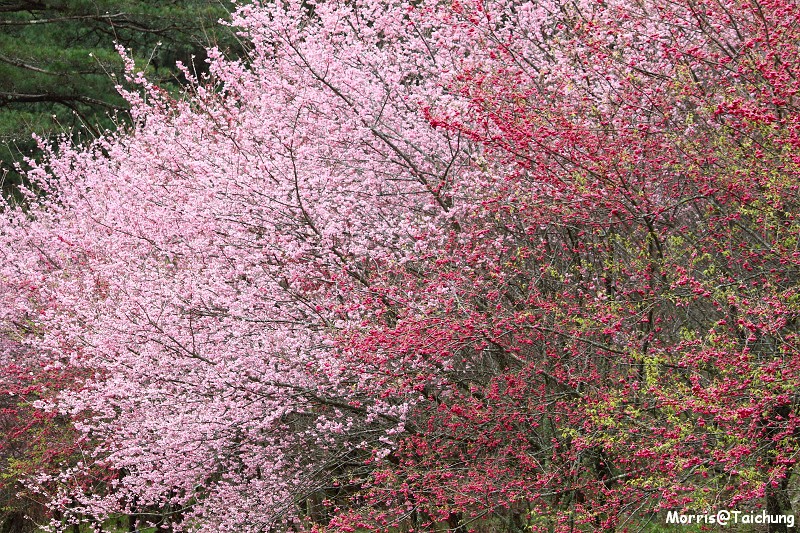武陵農場粉紅櫻花季 (90)