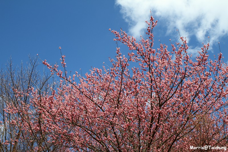 武陵農場粉紅櫻花季 (135)