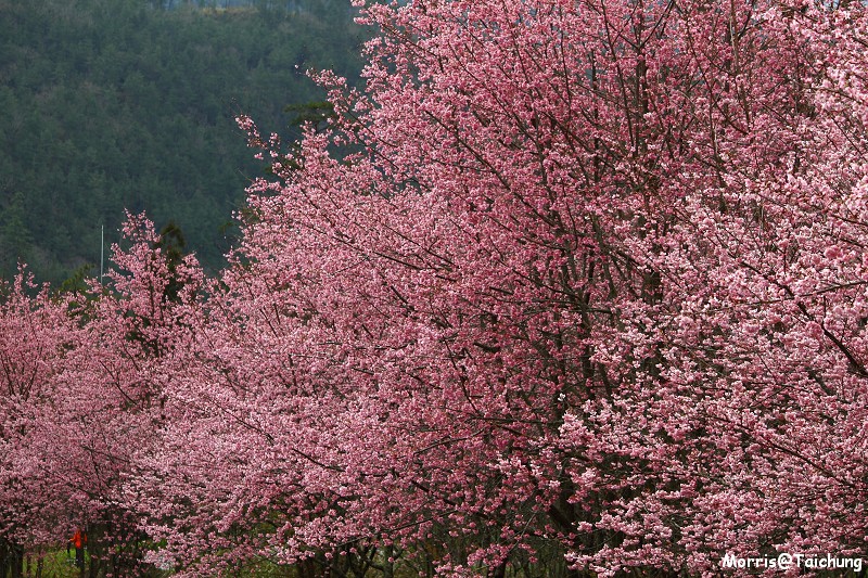 武陵農場粉紅櫻花季 (68)