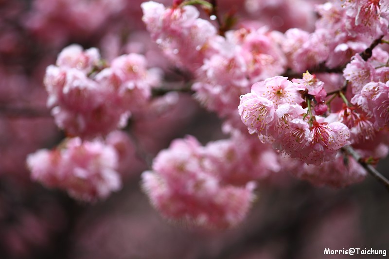 武陵農場粉紅櫻花季 (40)