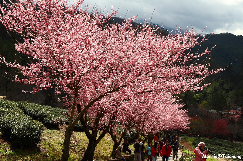 武陵農場粉紅櫻花季 (124)