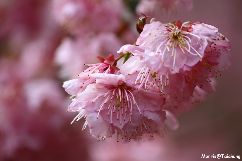 武陵農場粉紅櫻花季 (84)