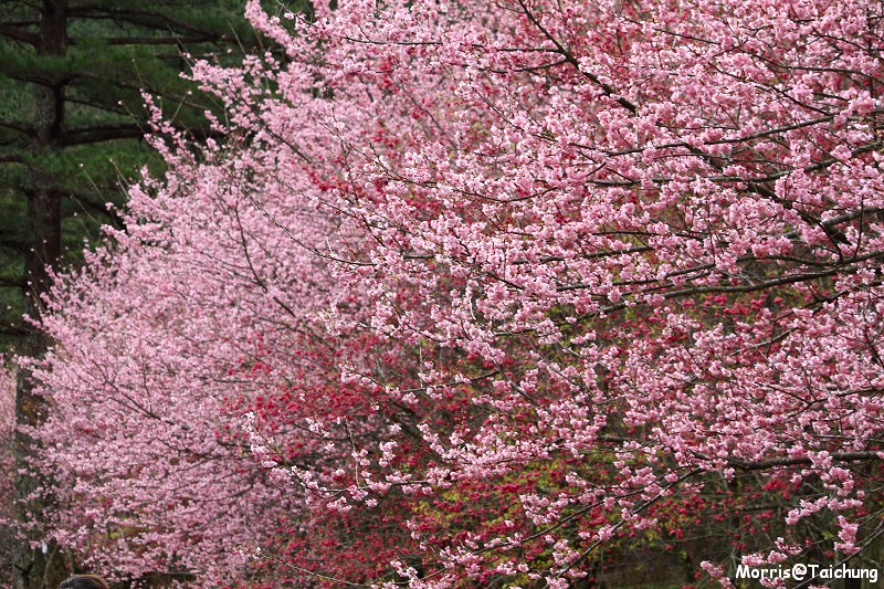 武陵農場粉紅櫻花季 (78)