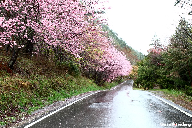武陵農場粉紅櫻花季 (19)