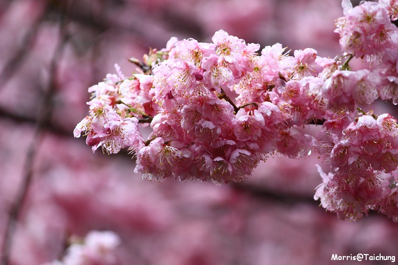 武陵農場粉紅櫻花季 (50)