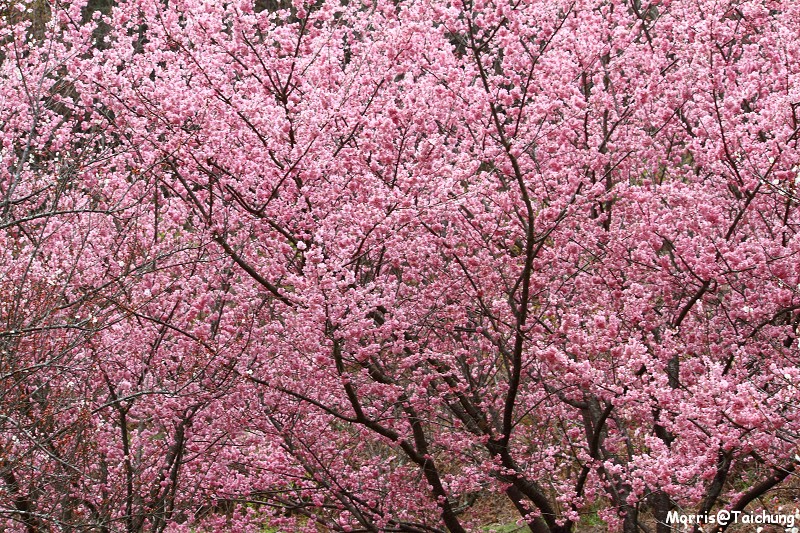武陵農場粉紅櫻花季 (146)