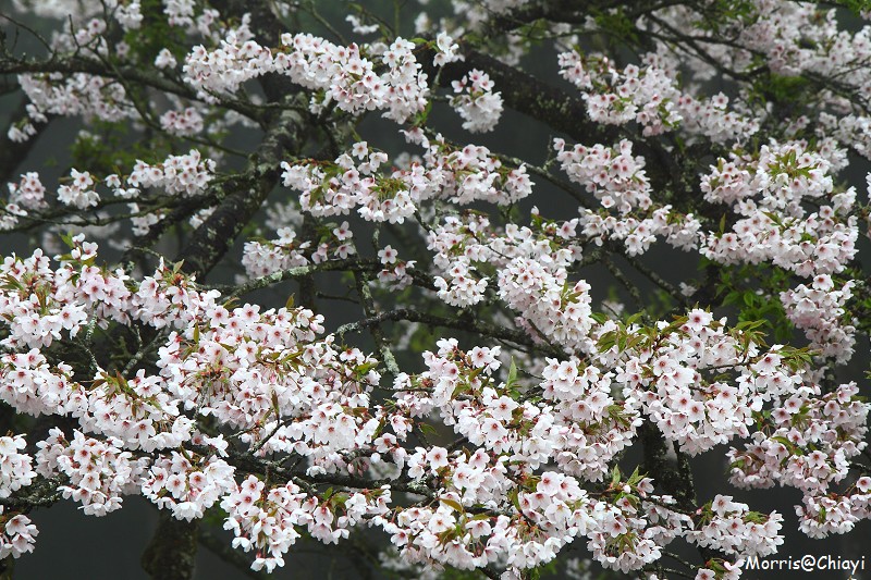 2011 阿里山櫻花季 (36)