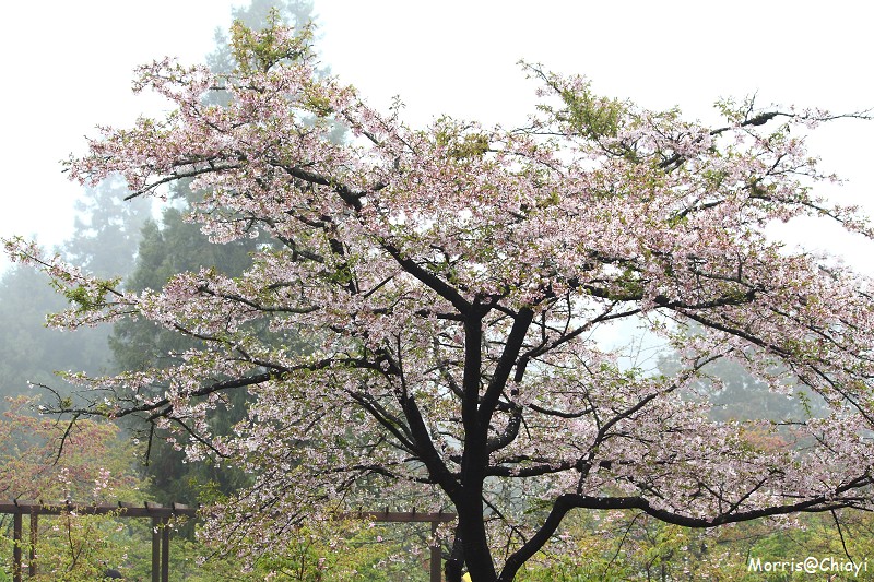 2011 阿里山櫻花季 (142)