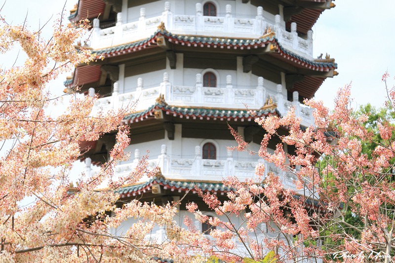 towerflower02