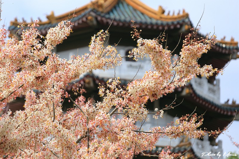 towerflower03