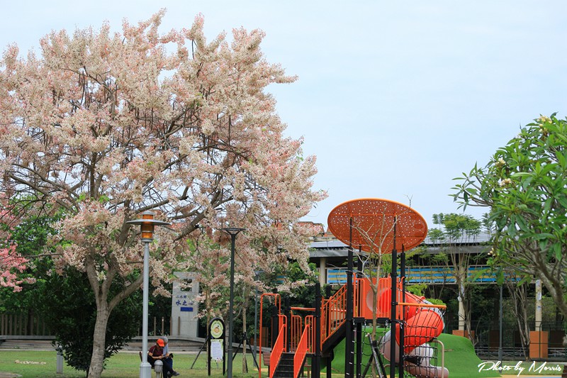 towerflower07