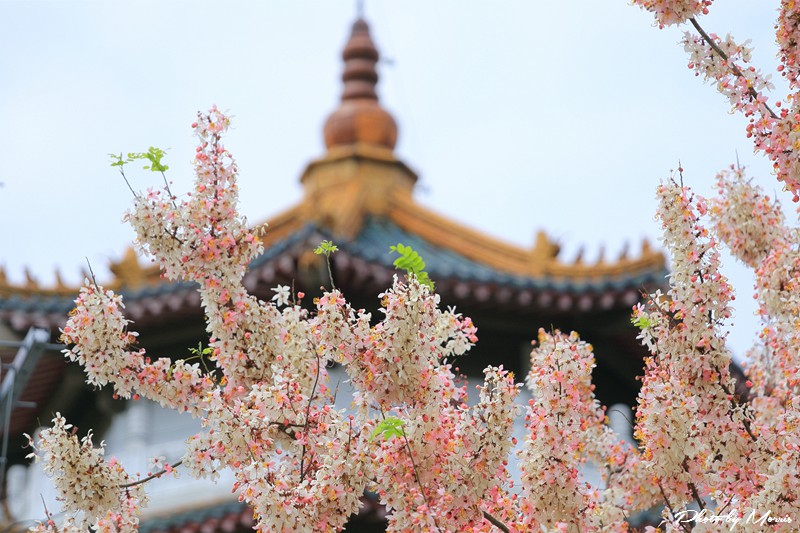 towerflower08
