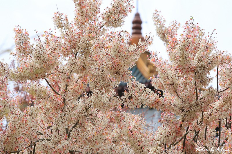 towerflower09