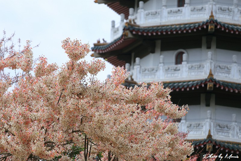 towerflower10