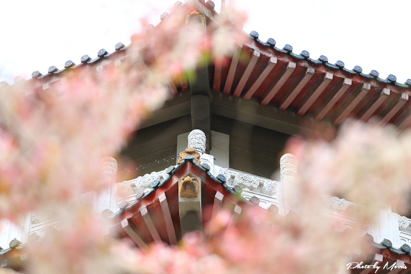 towerflower11