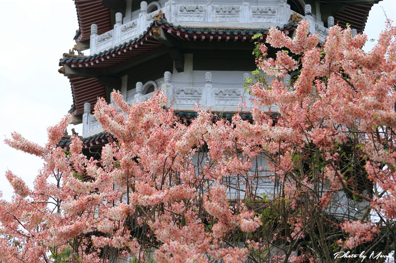 towerflower12