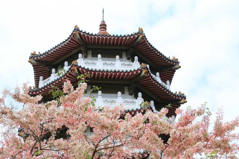 towerflower15