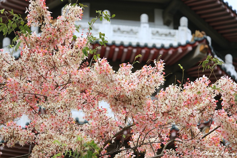 towerflower19
