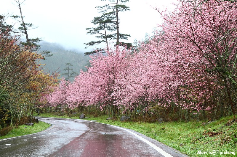 武陵農場粉紅櫻花季 (17)