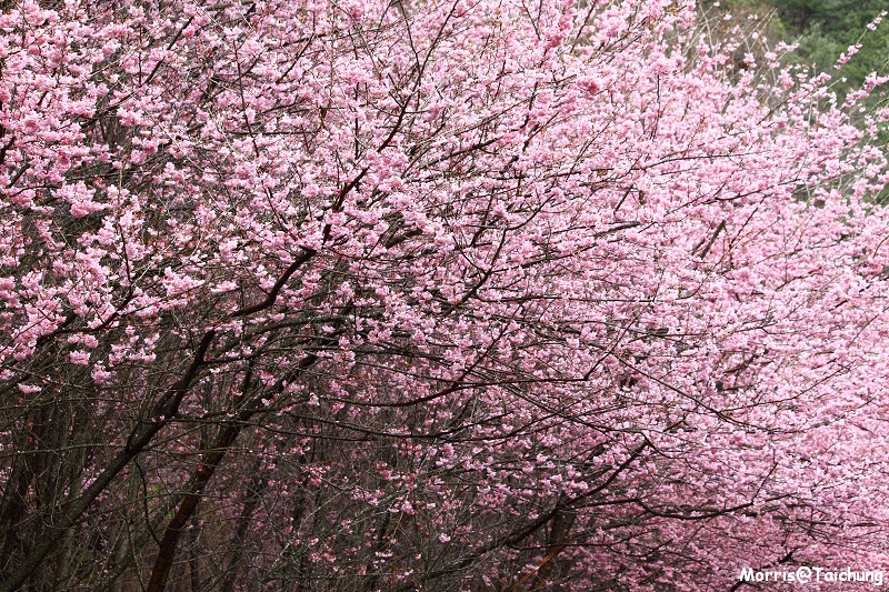 武陵農場粉紅櫻花季 (58)