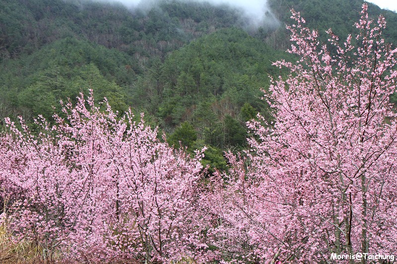 武陵農場粉紅櫻花季 (33)
