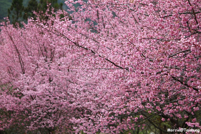 武陵農場粉紅櫻花季 (69)