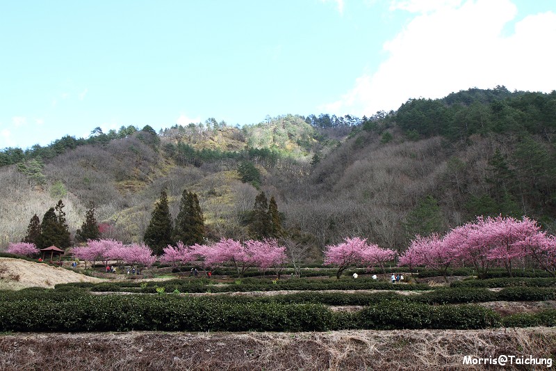 武陵農場粉紅櫻花季 (136)