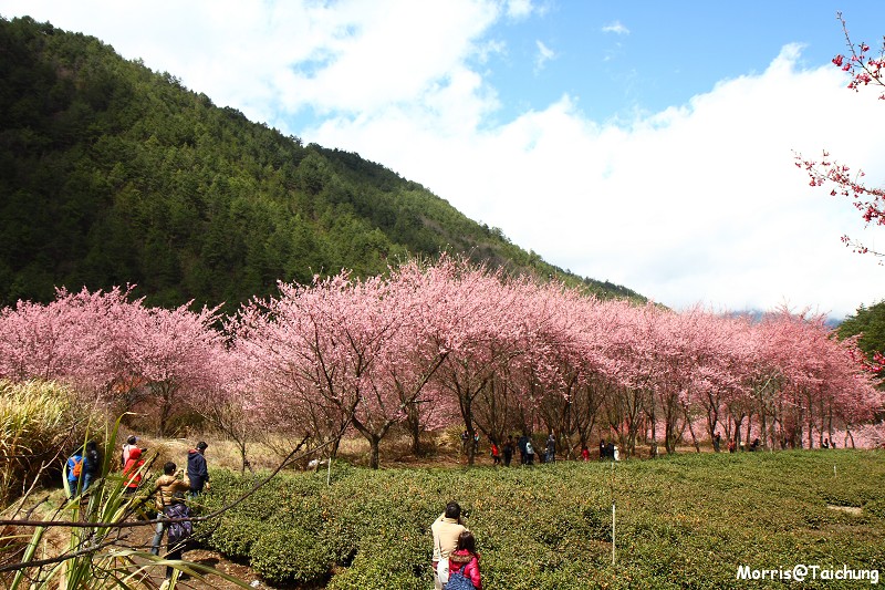 武陵農場粉紅櫻花季 (133)