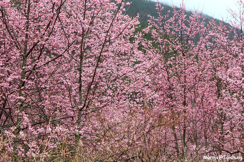 武陵農場粉紅櫻花季 (34)
