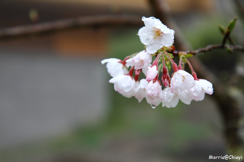 2011 阿里山櫻花季 (4)