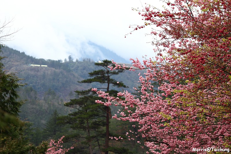 武陵農場粉紅櫻花季 (63)