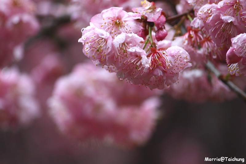 武陵農場粉紅櫻花季 (39)