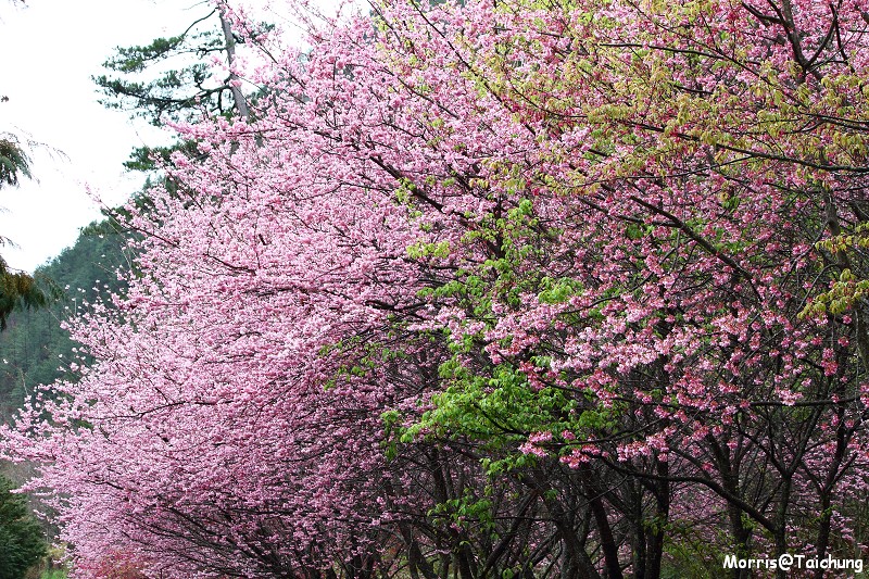 武陵農場粉紅櫻花季 (54)