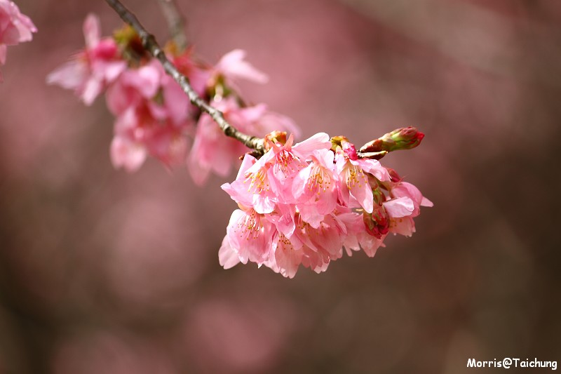 武陵農場粉紅櫻花季 (75)