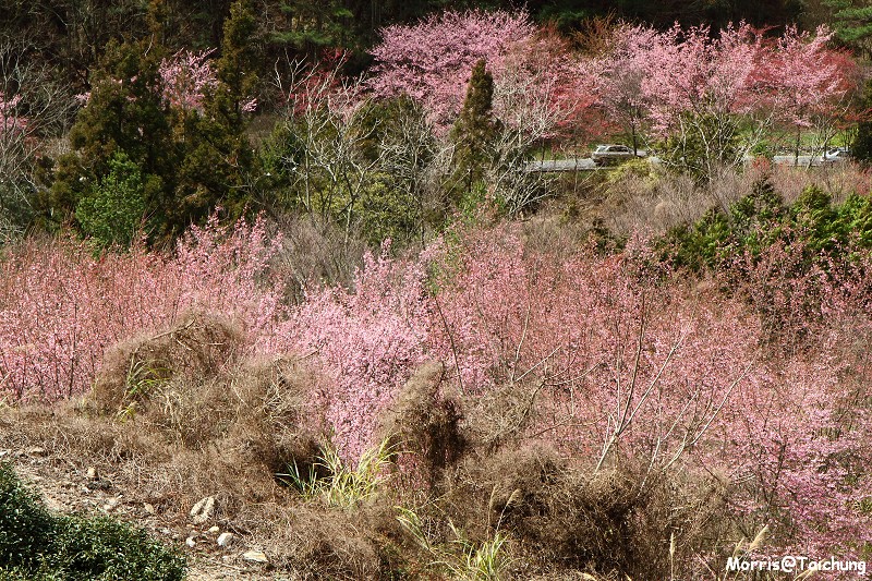 武陵農場粉紅櫻花季 (117)