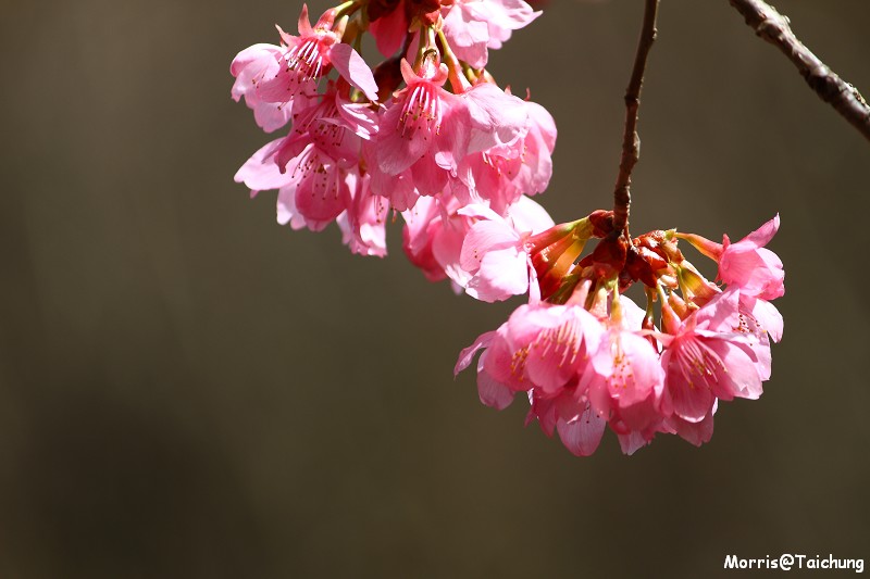 武陵農場粉紅櫻花季 (102)