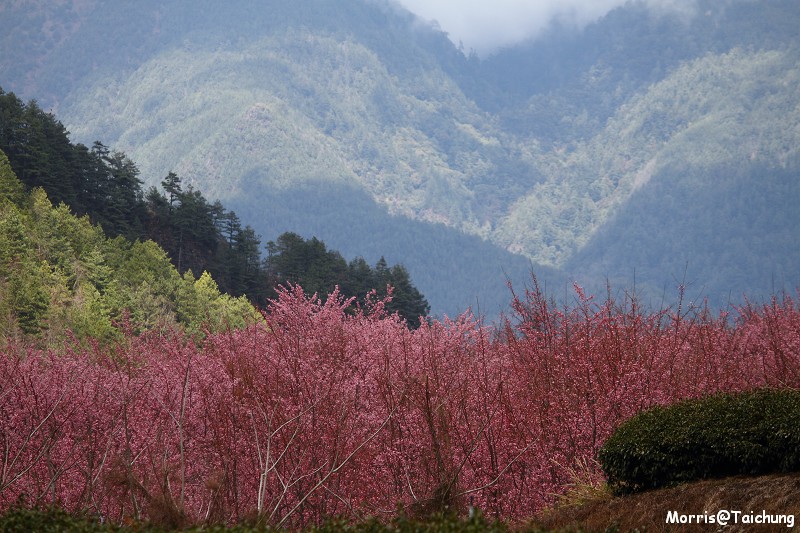 武陵農場粉紅櫻花季 (137)