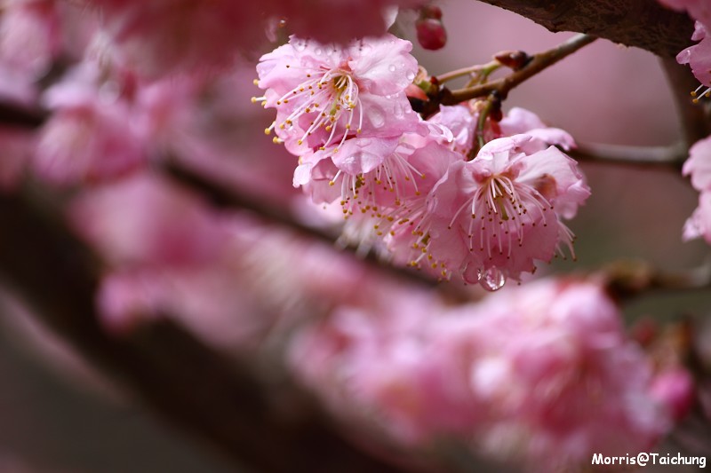 武陵農場粉紅櫻花季 (82)