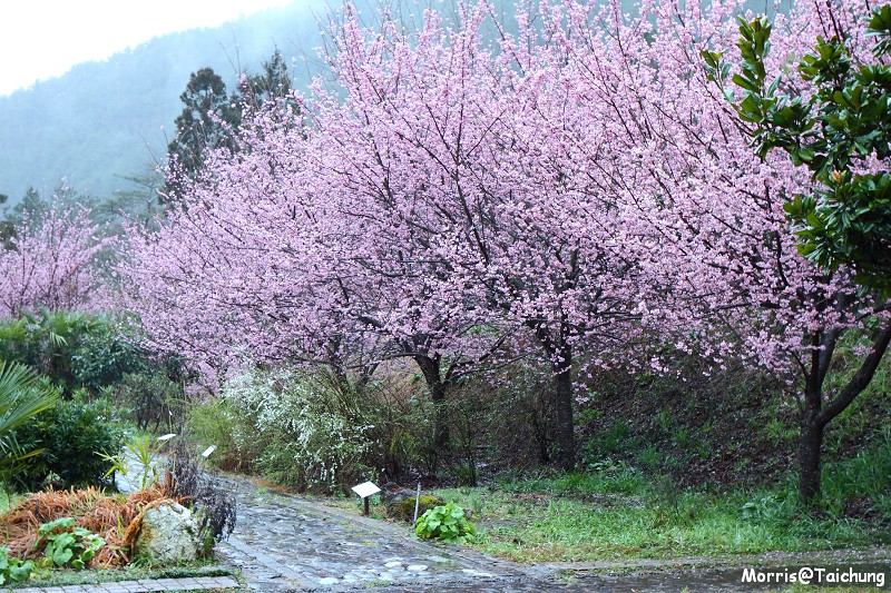 武陵農場粉紅櫻花季 (1)