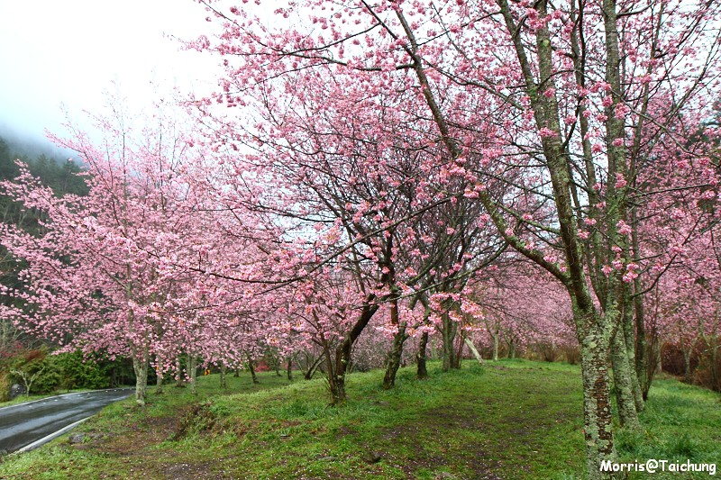 武陵農場粉紅櫻花季 (25)
