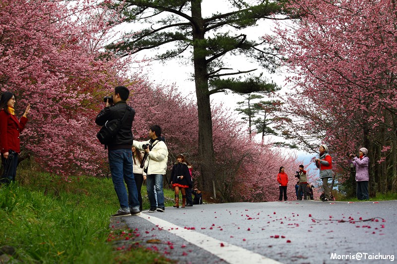 武陵農場粉紅櫻花季 (87)