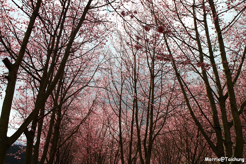 武陵農場粉紅櫻花季 (129)