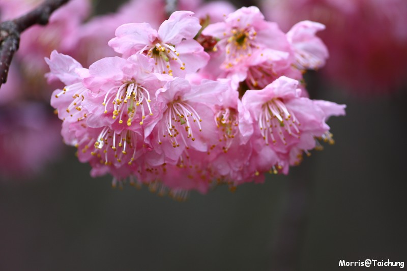 武陵農場粉紅櫻花季 (66)