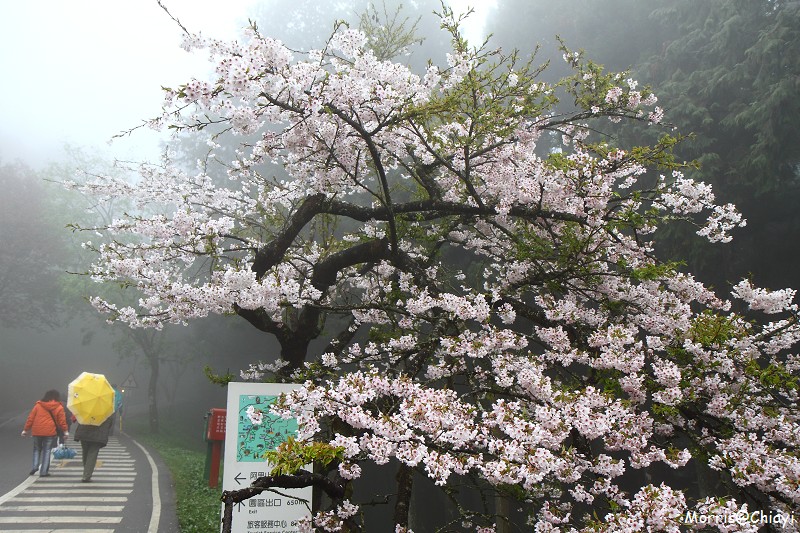 2011 阿里山櫻花季 (37)