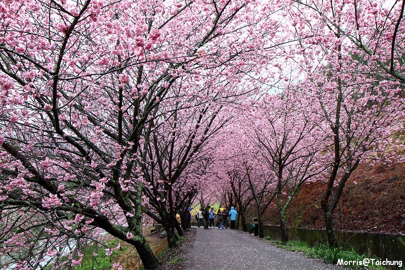 武陵農場粉紅櫻花季 (12)