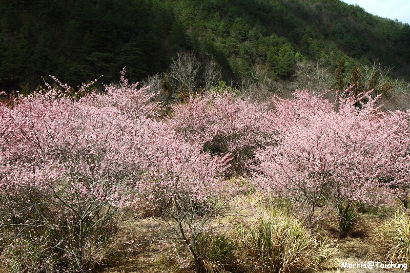 武陵農場粉紅櫻花季 (127)